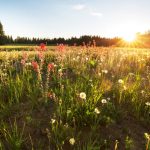 A sunny view of flower fields.